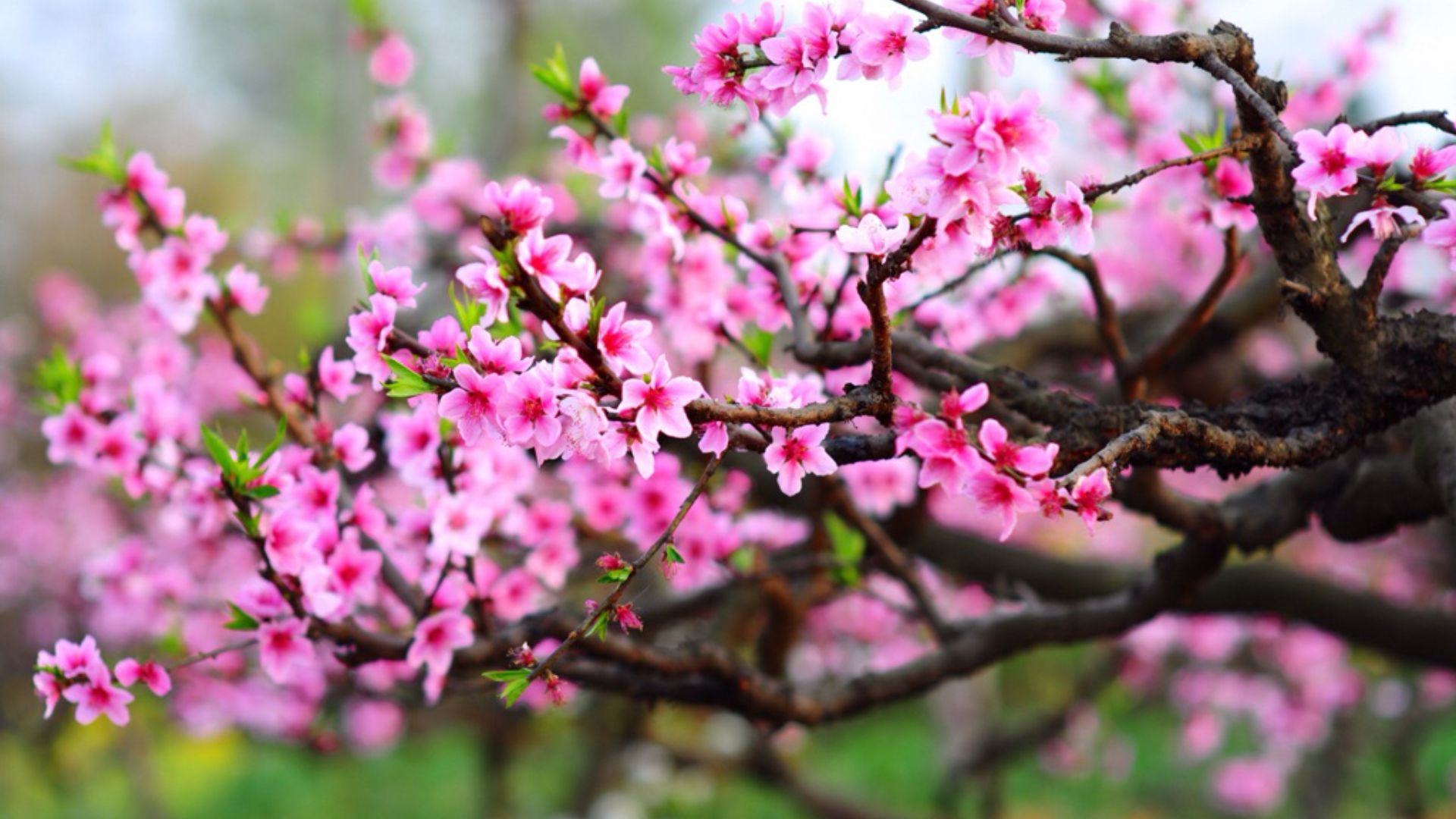 Giới thiệu về Hoa Đào Ngày Tết